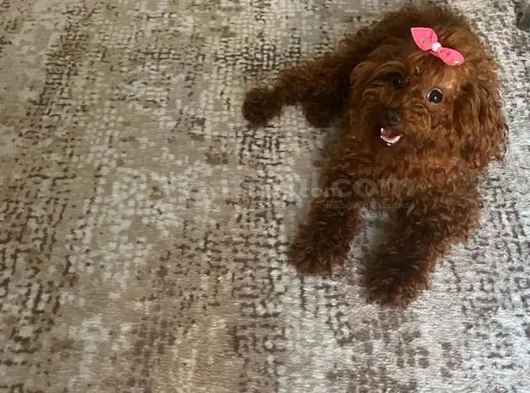 Toy Poodle Orjinal Ev Ortamında görsel