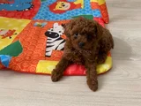 Toy poodle orjinal ev ortamında