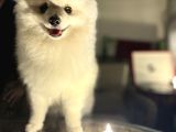 Pasaport garantili Pomerian boo