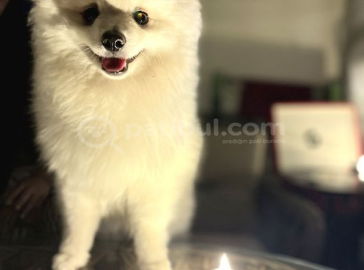Pasaport Garantili Pomerian Boo