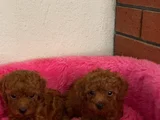 Toy Poodle Orjinal Ev Ortamında