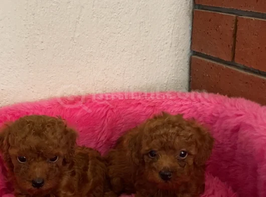 Toy Poodle Orjinal Ev Ortamında görsel