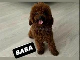 Toy Poodle Orjinal Ev Ortamında