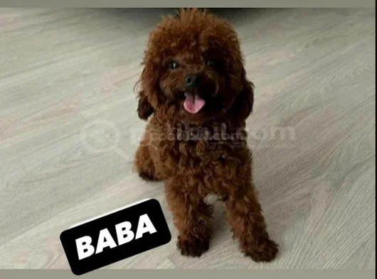 Toy Poodle Orjinal Ev Ortamında görsel