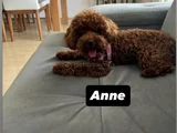 Toy Poodle Orjinal Ev Ortamında