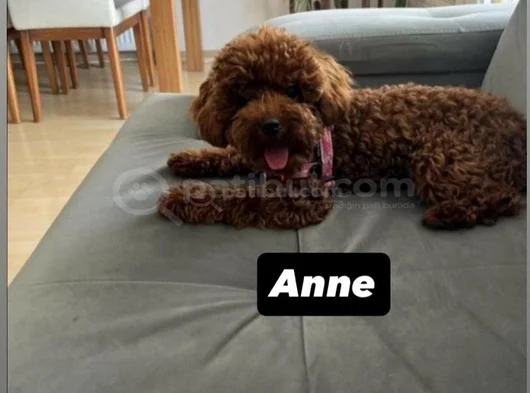 Toy Poodle Orjinal Ev Ortamında görsel