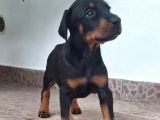 Siyah Show Kalite Kalıplı Doberman Yavrular 