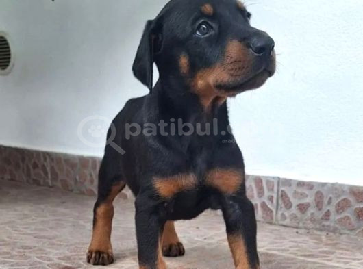 Siyah Show Kalite Kalıplı Doberman Yavrular  görsel