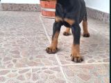 Siyah Show Kalite Kalıplı Doberman Yavrular 