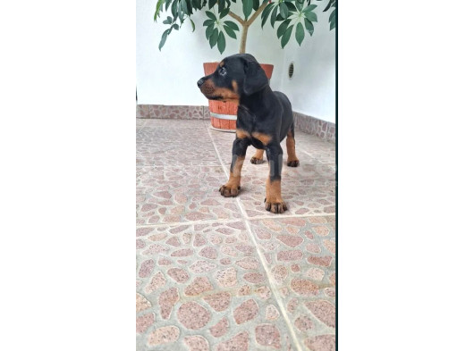 Siyah Show Kalite Kalıplı Doberman Yavrular  görsel