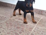 Siyah show kalite kalıplı doberman yavrular 