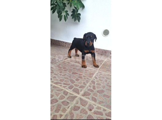 Siyah Show Kalite Kalıplı Doberman Yavrular 
