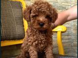 Irkının En Güzeli Toy Poodle Yavrular