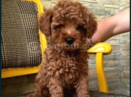 Irkının En Güzeli Toy Poodle Yavrular görsel