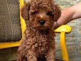 Irkının En Güzeli Toy Poodle Yavrular