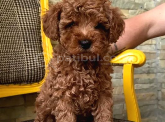 Irkının En Güzeli Toy Poodle Yavrular