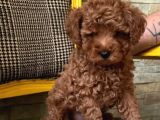 Irkının En Güzeli Toy Poodle Yavrular