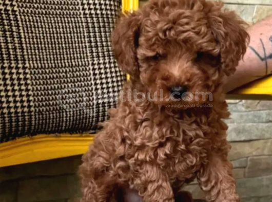 Irkının En Güzeli Toy Poodle Yavrular görsel