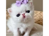 Fiyonklu Güzellik Exotik Shorthair Yavrumuz