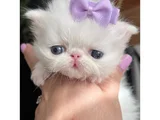 Fiyonklu Güzellik Exotik Shorthair Yavrumuz
