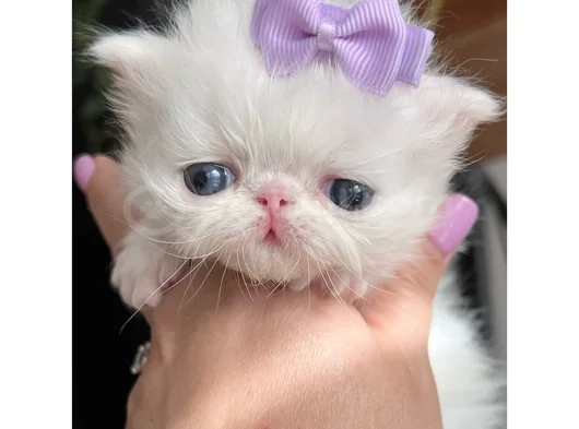 Fiyonklu Güzellik Exotik Shorthair Yavrumuz görsel