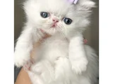 Fiyonklu Güzellik Exotik Shorthair yavrumuz