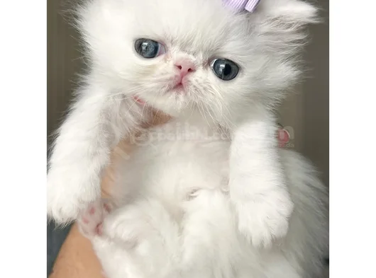 Fiyonklu Güzellik Exotik Shorthair Yavrumuz