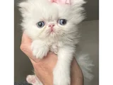 Fiyonklu Güzellik Exotik Shorthair Yavrumuz
