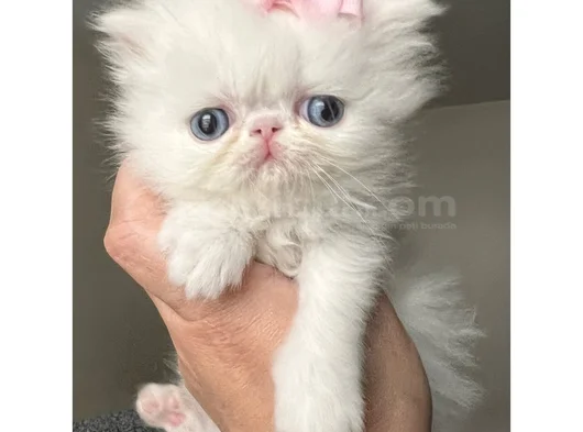 Fiyonklu Güzellik Exotik Shorthair Yavrumuz görsel