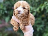 a kalite maltipoo yavrularımız
