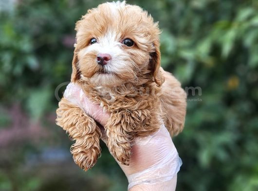 a kalite maltipoo yavrularımız