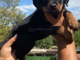 Koca Kafa Rottweiller Yavrular Burkemden