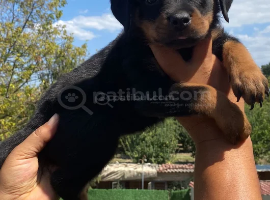 Koca Kafa Rottweiller Yavrular Burkemden görsel