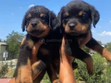 Koca Kafa Rottweiller Yavrular Burkemden