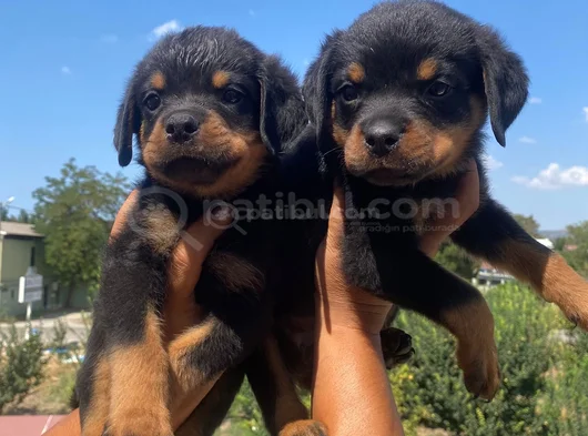 Koca Kafa Rottweiller Yavrular Burkemden görsel