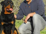 Koca Kafa Rottweiller Yavrular Burkemden