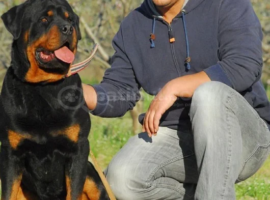Koca Kafa Rottweiller Yavrular Burkemden görsel