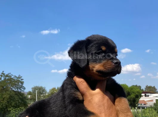 Koca Kafa Rottweiller Yavrular Burkemden görsel