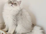 Safkan British Longhair Golden Ve Silver Yavrular Hazir