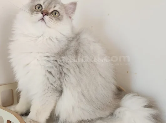 Safkan British Longhair Golden Ve Silver Yavrular Hazir görsel