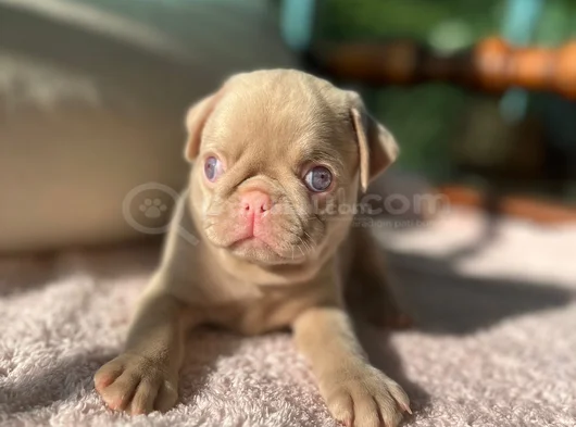 Özel Exotic Pink Bebekler görsel