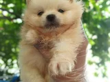 Pomeranian Yavruları