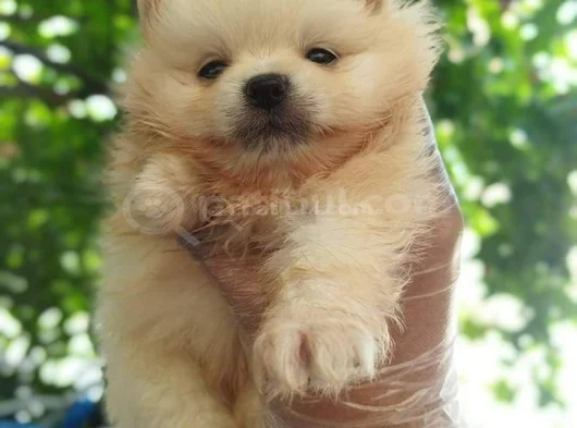 Pomeranian Yavruları görsel