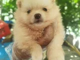 Pomeranian yavruları