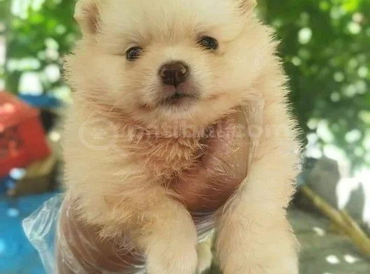 Pomeranian Yavruları