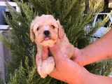 SÜTLÜ KAHVE 0 NUMARA MALTİPOO BEBEKLER