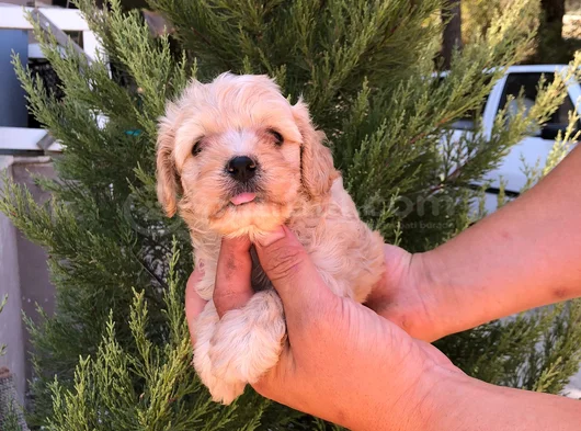 Sütlü Kahve 0 Numara Malti̇poo Bebekler