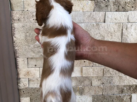 Nokta Hatasiz Orantili Lekesi̇z Maske Süper Star Bebekler görsel