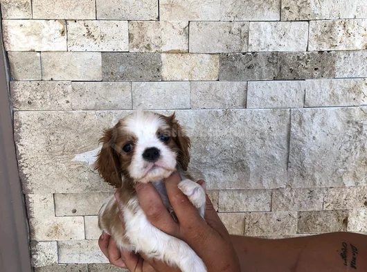 Nokta Hatasiz Orantili Lekesi̇z Maske Süper Star Bebekler görsel