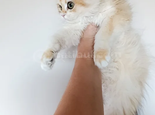 British Longhair Ny 12 Dişi Yavru görsel